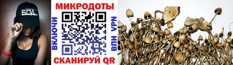 Псилоцибиновые грибы Psilocybe  блэк спрут ссылка  darknet как зайти  Грайворон 